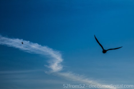 Helicopter Vs Seagull Joust